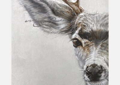 Sweet Deer