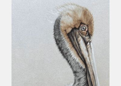 Pelican Perches