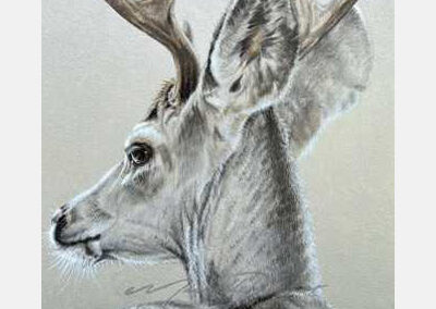Daylight Deer