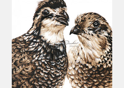 A Quail Tale