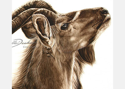 Browsing Bull