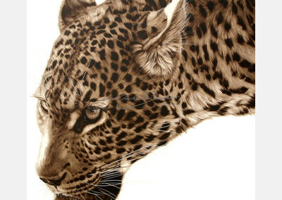 Leopard Laps