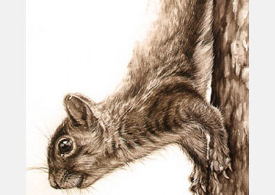 Squirrel Skills